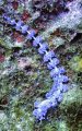 Blue dragon nudibranch (Pteraeolidia semperi or ianthina)